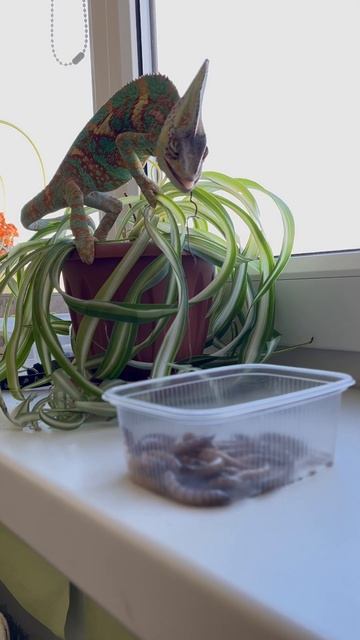 #chameleon  #запискиюногонатуралиста #йемен
