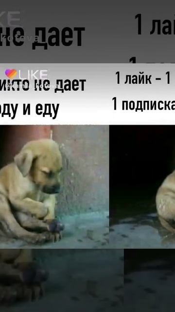 Памагите эму