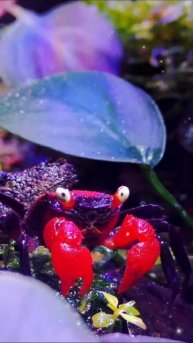 Краб Вампир