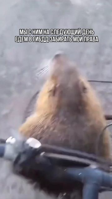 Спешите воспользоваться акцией «приведи друга - получи скидку» #автошколамосква #автошколаонлайн