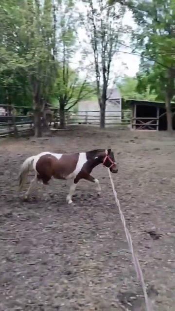 🐎ПОНИ НУТЕЛЛА НА ТРЕНИРОВКЕ
