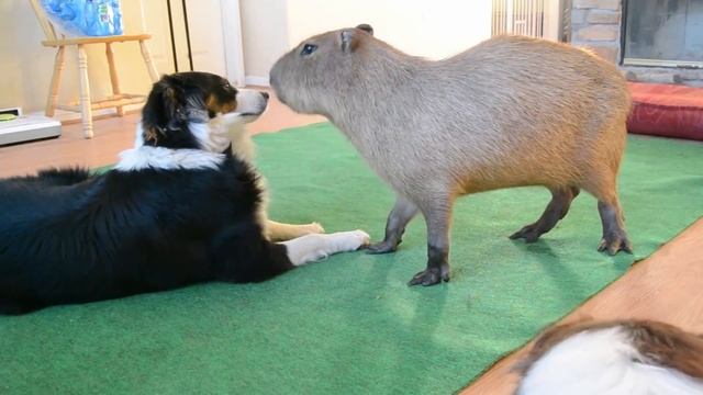 Top 5 Capybara Farts