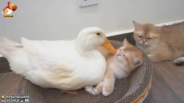 Утята и Цыплята - Кошки и котята (163) Хвостики да Усики ❣️🥰😂