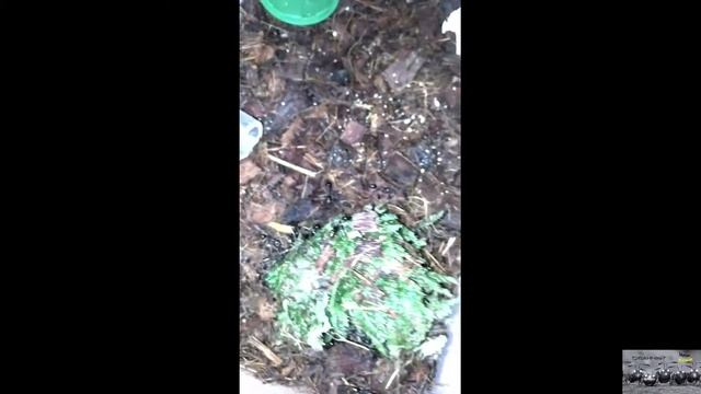 Odontomachus Monticola Pt 1