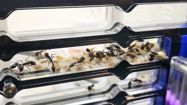 Video just to appreciate my Tetraponera sp
