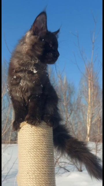 Девочки полидакты питомник Шория кун