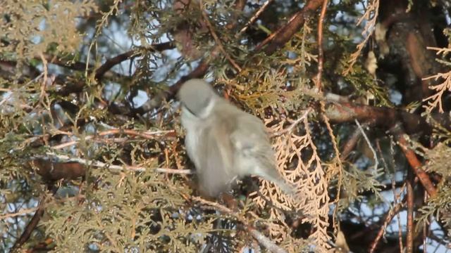 Lesser Whitethroat  (Sylvia curruca)