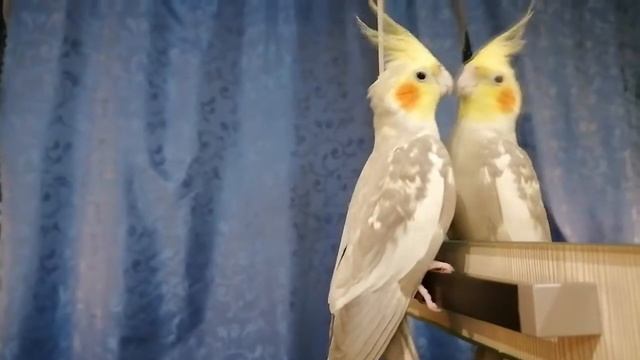 Риччи -- Любитель зеркала.