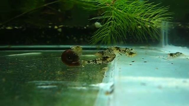 Tiger shrimp
