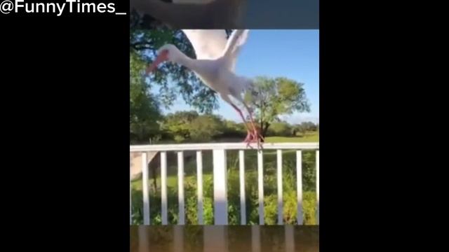 Смешные видео №1