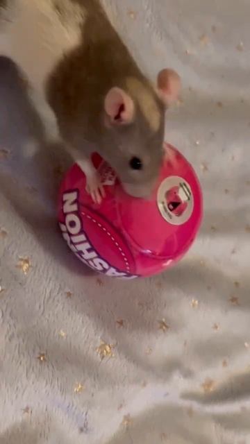 What surprise will my rats get in their mini brands ball? 😄 #shorts
