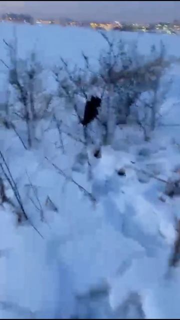А я думала сова