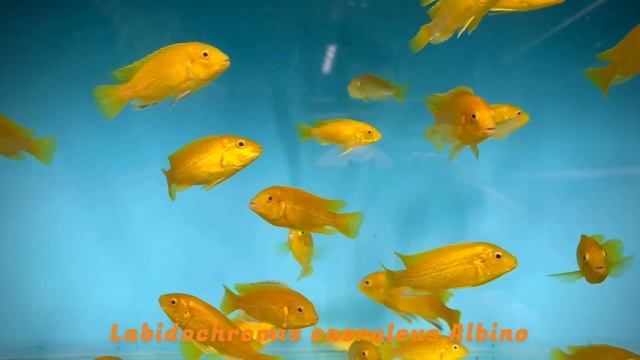 Integral Aquatics Labidochromis Caeruleus Albino