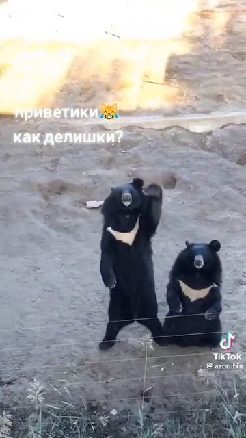 Приветствую