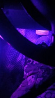 ЭСТРАДНАЯ АКУСТИКА В #mitsubishi lancer X от компании DL AUDIO со светящимися элементами #SE