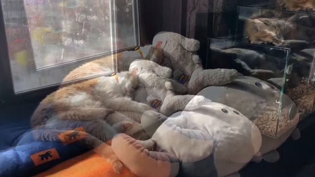 Один день из жизни котиков. Кошка Милагрос обнимает плюшевую акулу.