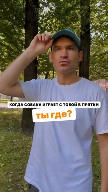 #хаски #собака #юмор