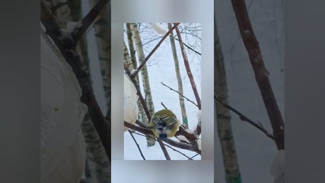 синички за окном.mp4