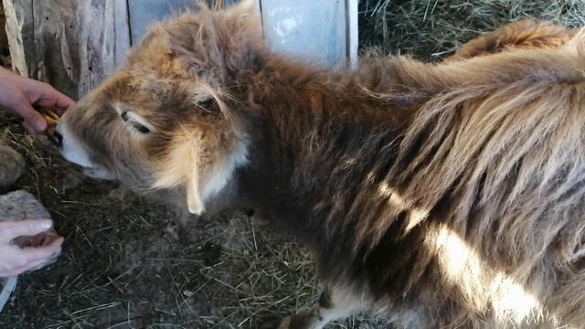 Мои телёнки любят кушать бананы, у них любимая еда бананы