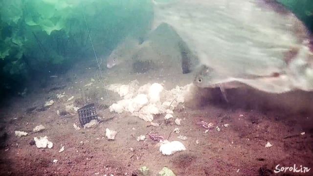 Хлеб или Червь? Что выберет Лещ и Карась под водой