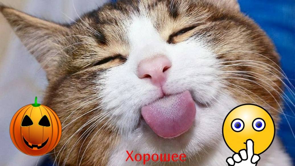 Приколы с котами! Смешные коты! С озвучкой! СМЕШНЫЕ ЖИВОТНЫЕ 2025!