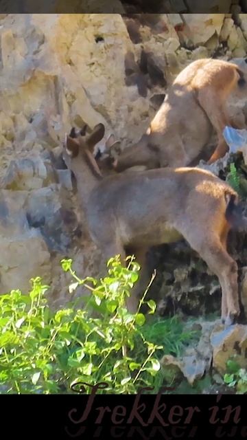 Ghoral at Natural Salt Lick | Nainital Himalaya