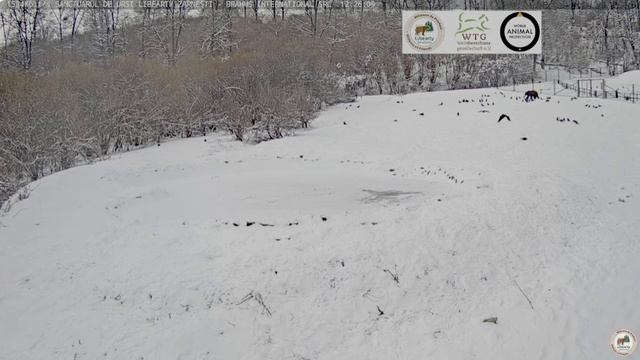 Мишка уходит в лес от столовки- вороны провожают до самого леса