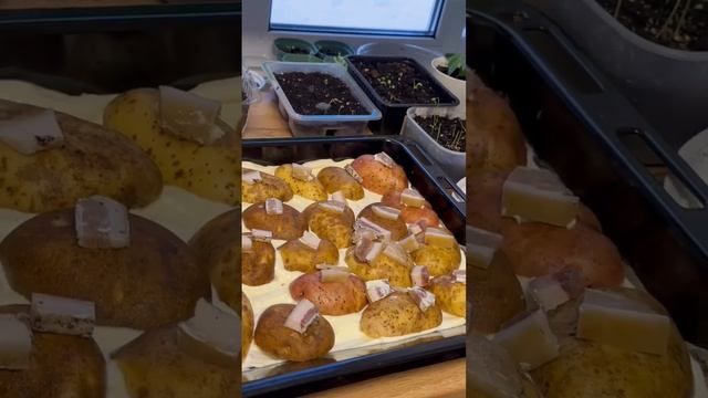 Картошка 🥔 с салом в духовке #слюбовью #ужин