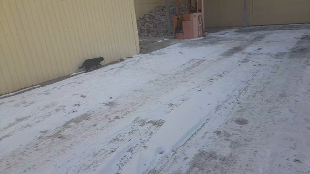 Бездомный котик ходит кушать.