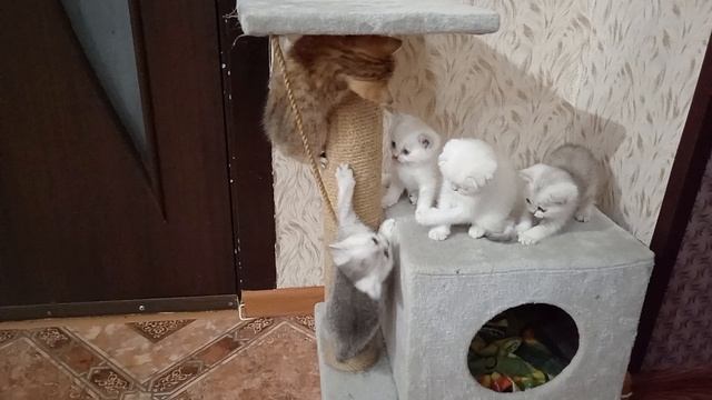 Котята