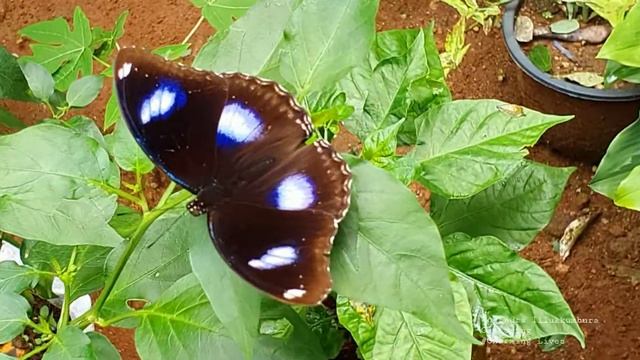 Great Eggfly Resting calmly behavior and closeup SL