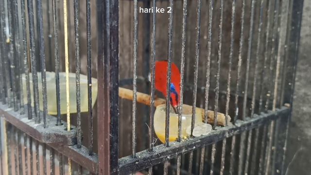 MAKANAN Kolibri sepah RAJA EKOR MERAH. menu voer vietnam