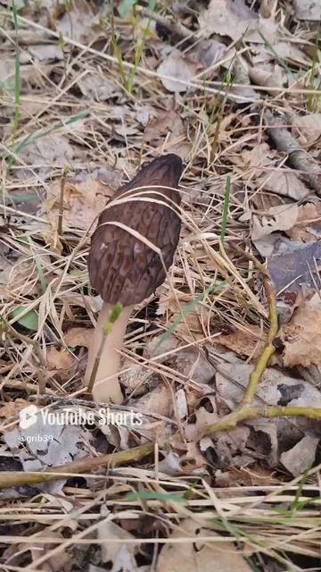 СМОРЧОК КОНИЧЕСКИЙ. (Morchella conica) Грибы весны. #shorts