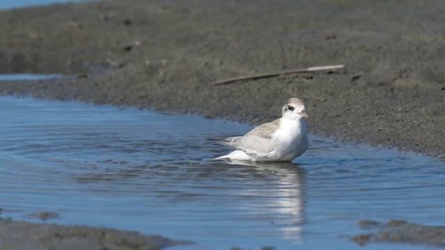 小燕鷗 Little Tern（Sternula albifrons）214