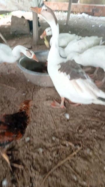 Chicken and duck #meanmeankh #chicken #duck #geese #cat #cow #dog #fish #animal #shortvideo
