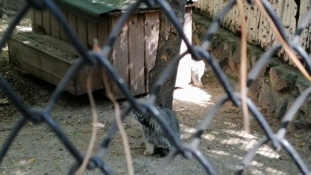 Манул Ева и её котята. 19.06.2024