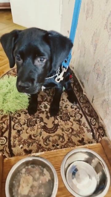 Кушает только по команде! #рекомендации #топ #trend #top #dog #собака #лабрадор #обучение #команды