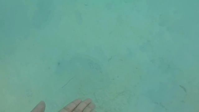 Swimming with the Jellyfish in Isla Noah, Bucas Grande