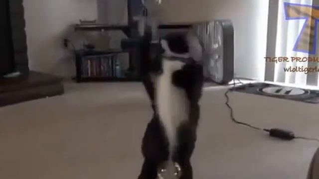 Have surprised a kitten! Удивили котенка!