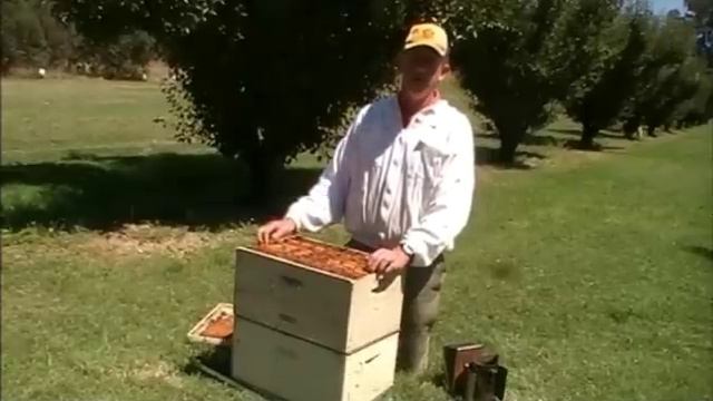 Management strategy for American Foul Brood