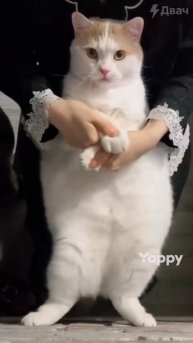 Котик прикольно танцует ❤Мемы с котами#Veronika