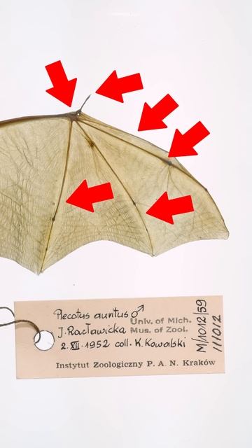 Bat Wings Are Just Giant Hands