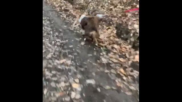 erste Mantrailing Übung Australian Shepherd Lani - 6 Monate