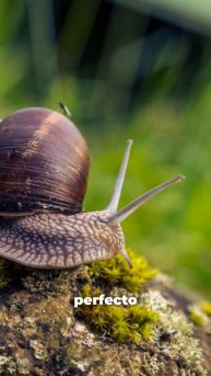 ¿Sabías que los Caracoles Tienen 14,000 Dientes? 🐌✨ #Curiosidades #Naturaleza #Shorts
