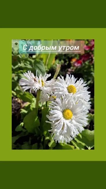 Flowers Люблю жизнь #кайфую #flowers #цветы #магияжизни #покой #relaxing #психология #любви #радост