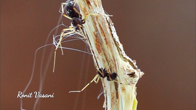Spitting Spider: Nature's Incredible Arachnid Weapon #Spitting spider in super slow motion