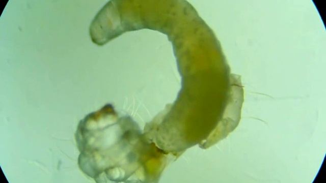 The parasite is eating the caterpillar of Phyllonorycter
