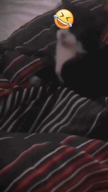 Это точно кот?.MP4