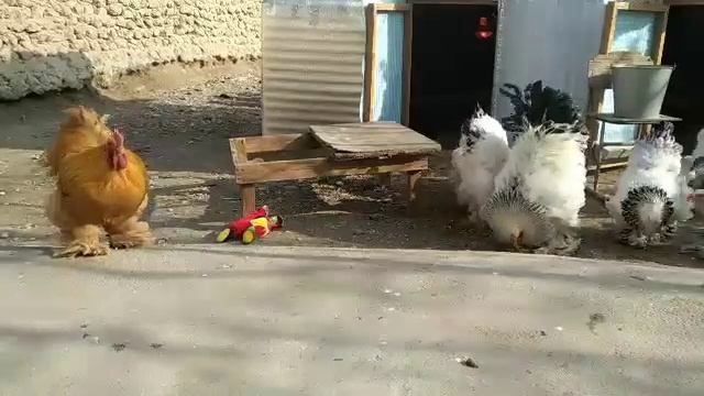 Светлый Брама Таджикистан