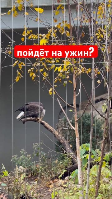 В США ПОДОРОЖАЛО МЯСО ПТИЦЫ 🦅 #америка #сша #ньюйорк #бруклин #птица #орел #едавамерике